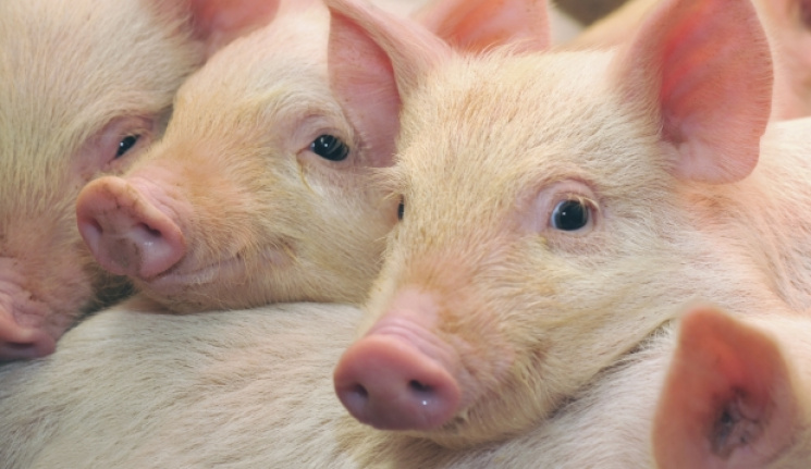 На Прикарпатті спалили півсотні свиней через африканську чуму