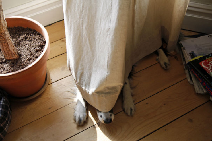 Гра у піжмурки: Як кумедно ховаються собаки, котрі трохи нашкодили