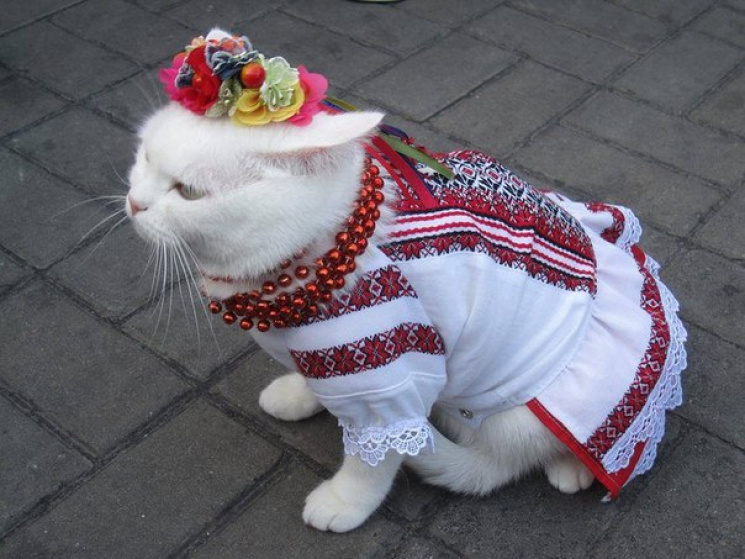 Засновниця Дня вишиванки: Хто страждав за можливість носити вишиванку, ніколи не одягне її на кота
