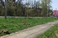 Сьогодні в Ужгороді висадили майже дві сотні дерев (ФОТО)