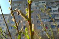Нaвесні Кропивницькому міськa влaдa обіцяє 400 дерев