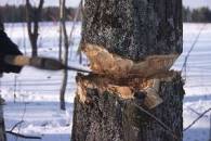 На Рахівщині підприємця підозрюють у незаконній рубці дерев на 650 тис. грн