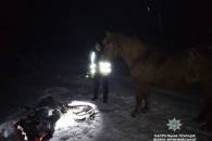 На Прикарпатті кобила допомогла патрульним врятувати господаря (ФОТО, ВІДЕО)