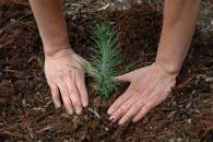 На Рахівщині посадять понад 2200 тисяч молодих дерев
