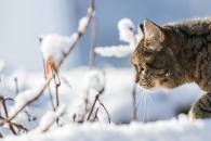 На Одещині у День закоханих синоптики прогнозують сніг