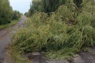 На Вінниччині  повалене буревієм дерево зупинило рух на автошляху