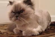 Як красномовно реагують коти, яким дуже не пощастило з перукарями (ФОТО)
