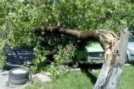 На Прикарпатті посеред дня дерево притрощило припарковані автомобілі (ФОТО)