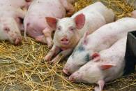 У Берегівському районі виявили випадок африканської чуми свиней