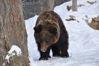 Зима прийшла: У Галицькому нацпарку ведмеді після реабілітації вперше впали у сплячку (ВІДЕО)