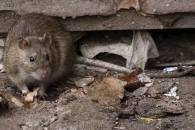 В Ужгороді труїтимуть щурів: Містян закликають не залишати без нагляду дітей і тварин