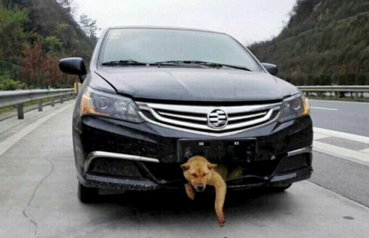 Собака, якого збило авто, вижив і проїха…