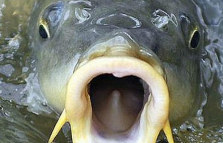 Рибоохорона попереджає: штрафи у нерест…