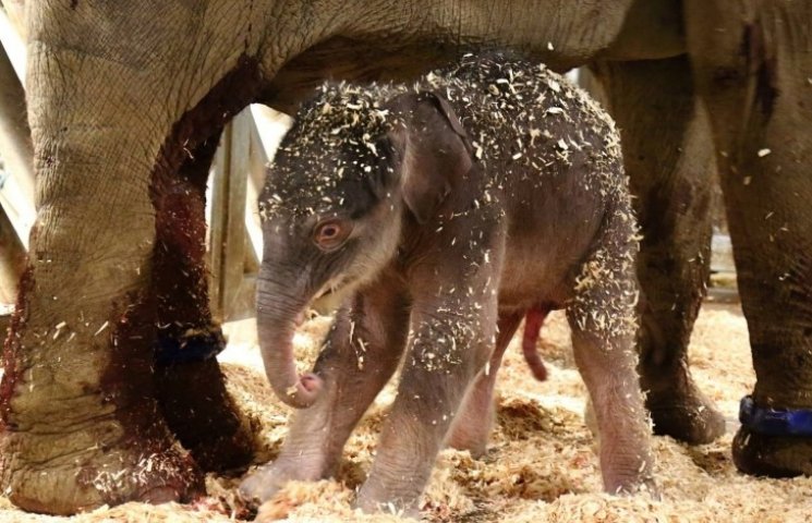 В Праге впервые за 80 лет родился слонен…