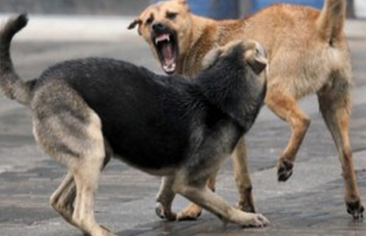 В Тернополі безпритульні собаки покусали…