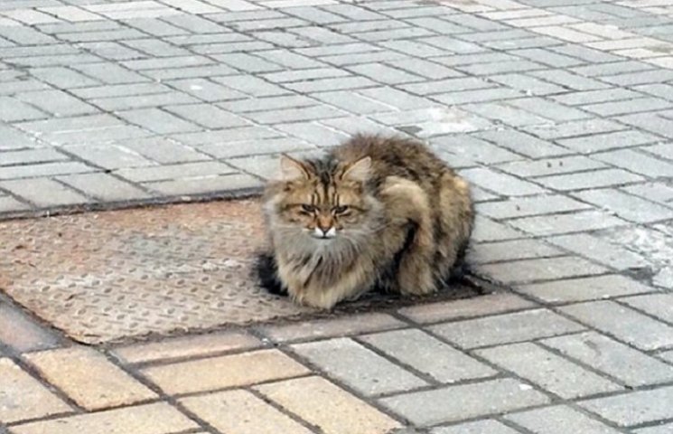На Росії кішка "Хатіко" на вулиці чекає…