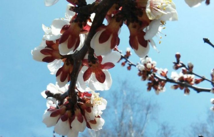 На Черкащині цвітуть абрикоси…