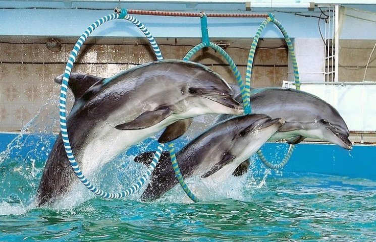 Вінницькі дельфіни можуть загинути цієї…