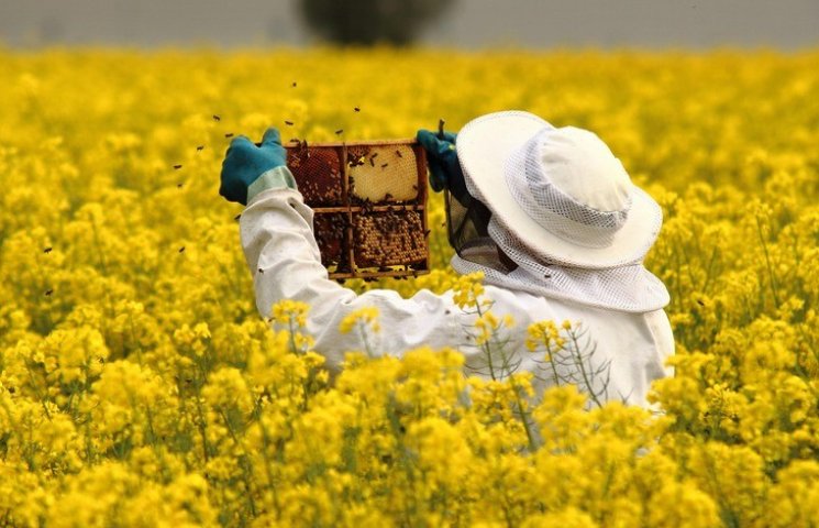 Єдине в Україні училище бджолярів у Гадя…