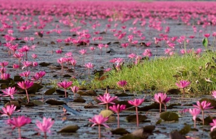 Мільйони рожевих лотосів покривають щоро…