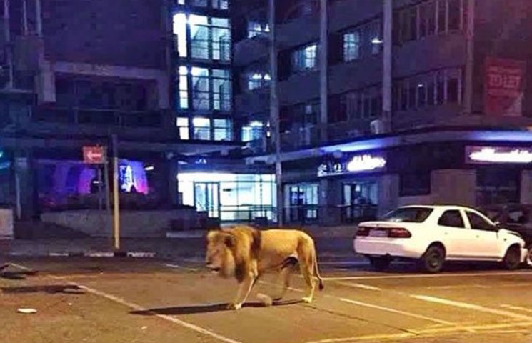 Как лев посреди города отдыхал на капоте…
