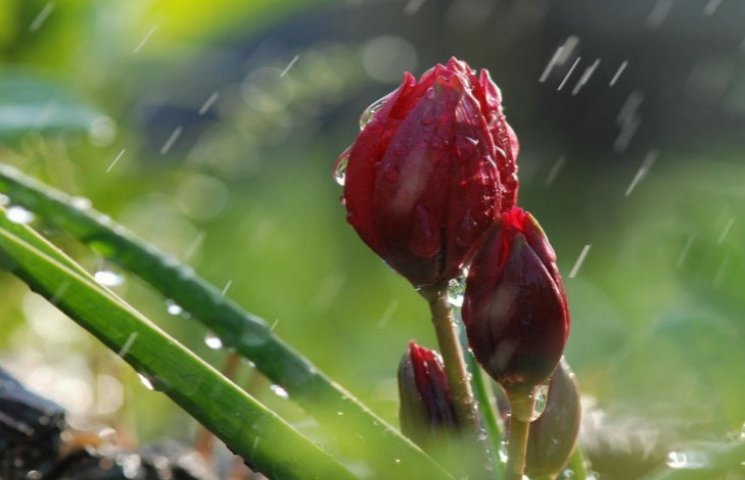 Дощ і сонце: квітень у Києві "побив" 7 т…