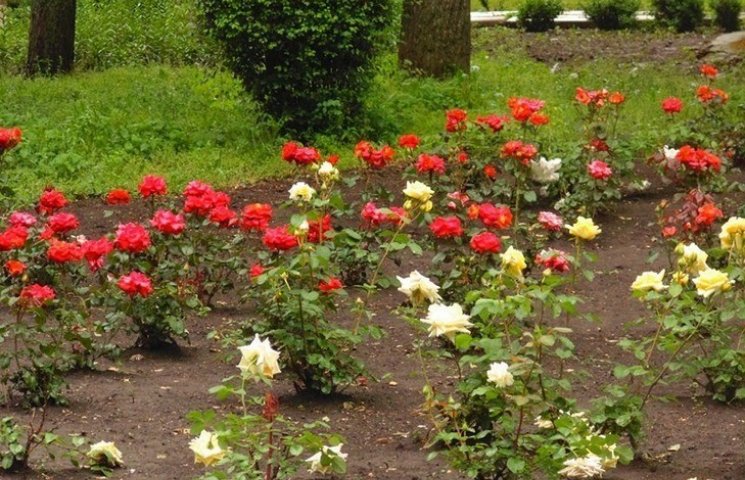 У Славуті знов покрали троянди…
