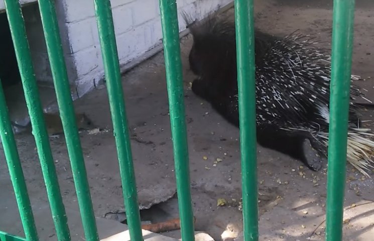 Миколаївців наполохали зоопарківські пац…