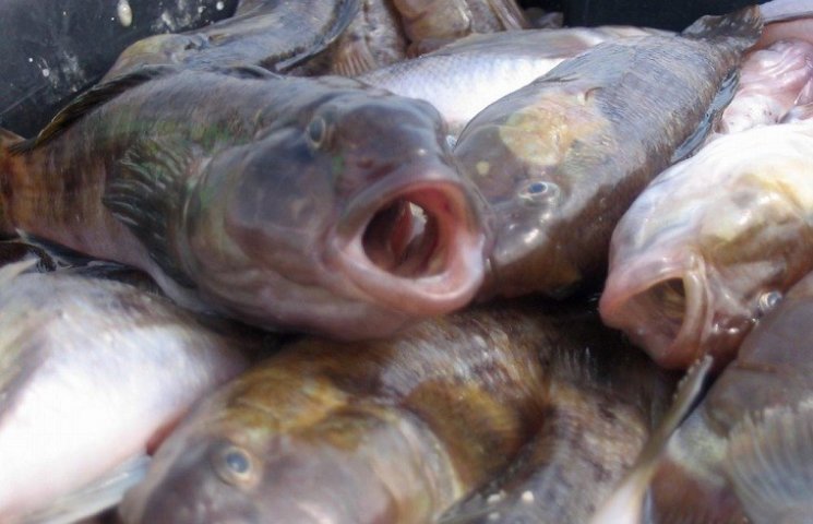Чиновники рибохорони "кришували" браконь…