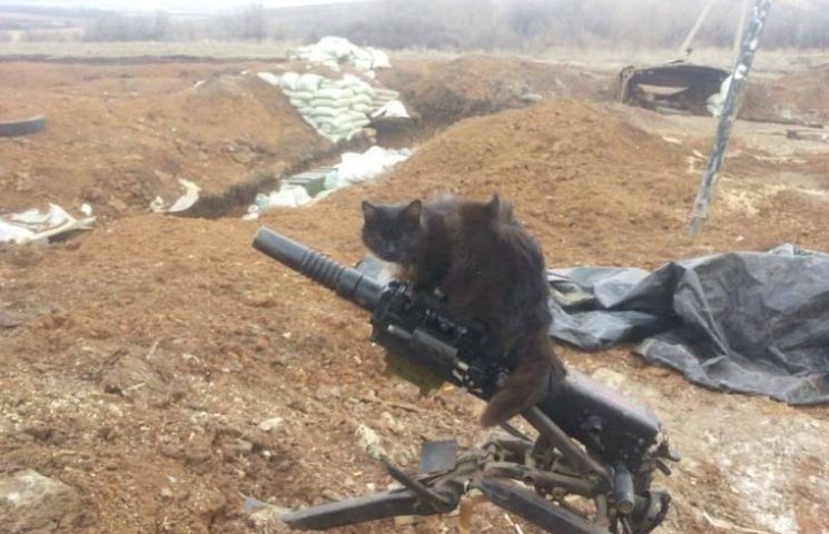 Мимишные бойцы АТО: коты-пулеметчики…
