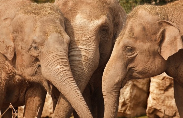 Трьох слоних врятували з бродячого цирку…