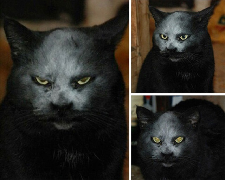 Коти - демони: 10 незаперечних фотодоказ…