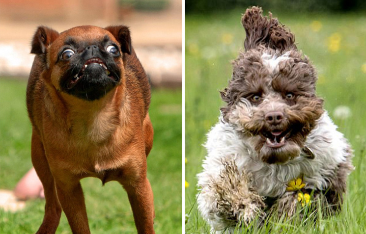 15 забавных бегущих собак…