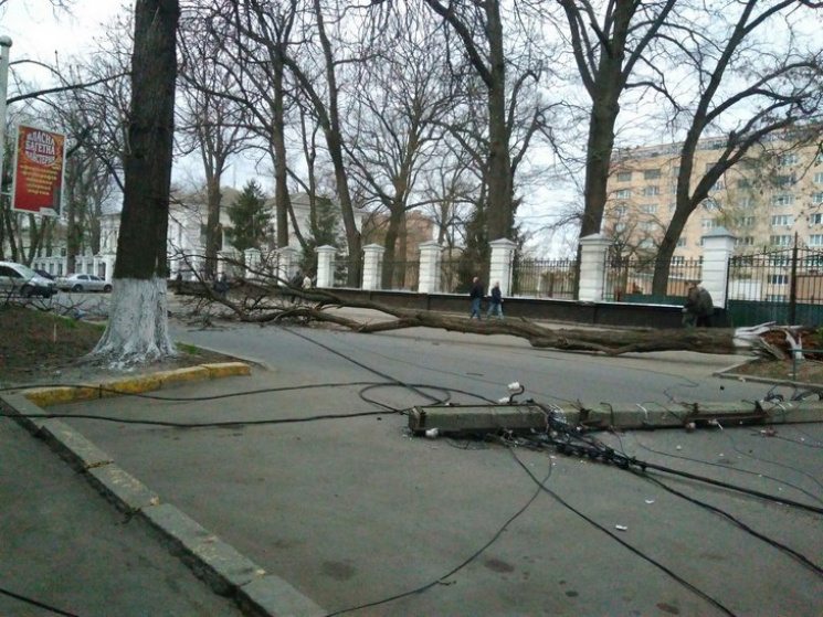 В Полтаве посреди улицы упало дерево и э…