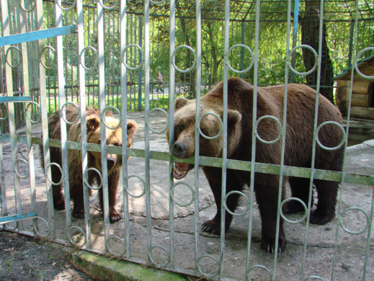 У Хмельницькому зоокуточку ведмідь загри…