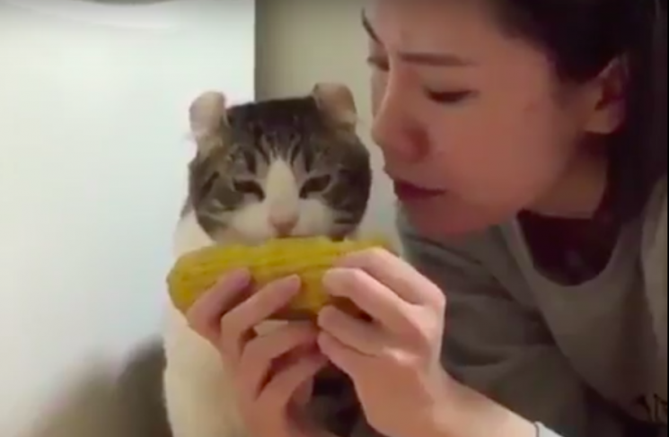 Как котик ест кукурузу…