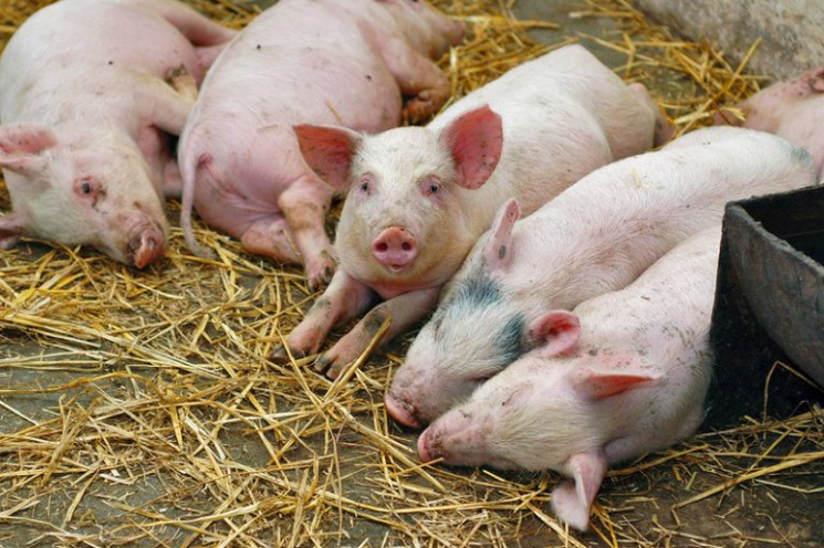 Почему белорусы опасаются винницких свин…