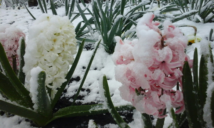 Квіти під снігом: На Харківщині снігопад…