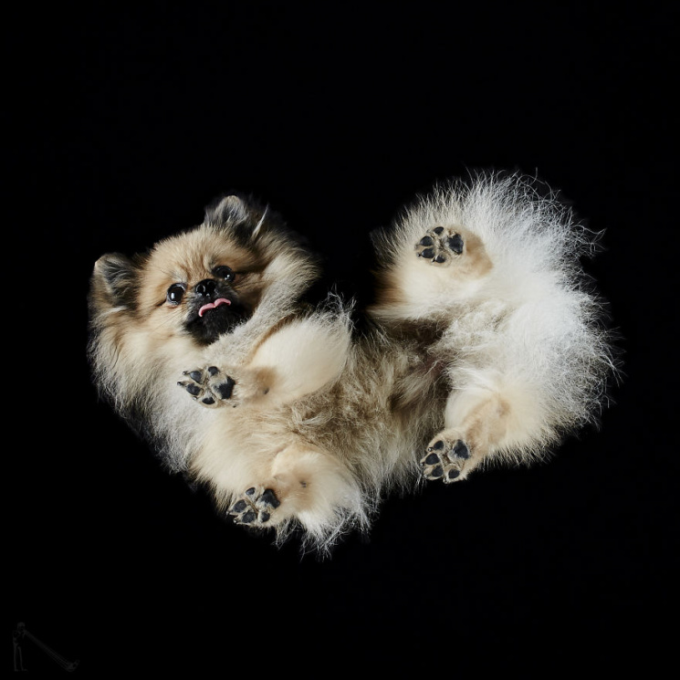 Необычный ракурс: Как выглядят собаки сн…