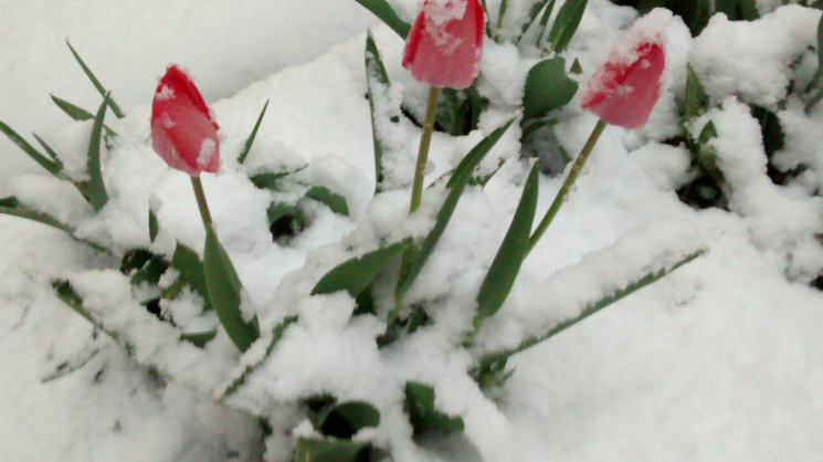 Цветы в снегу: запорожцы делятся удивите…