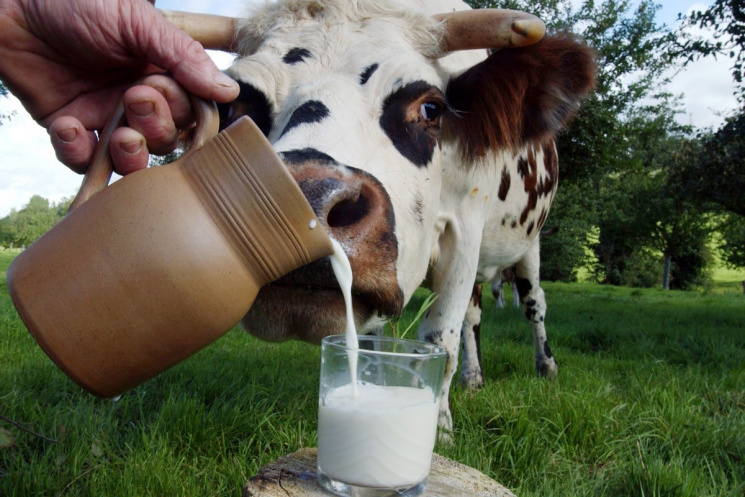 Скільки високоякісного молока дають вінн…