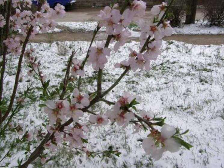 Фруктові дерева після квітневих заморозк…