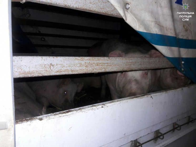 У Сумах поліція "арештувала"  25 свиней…