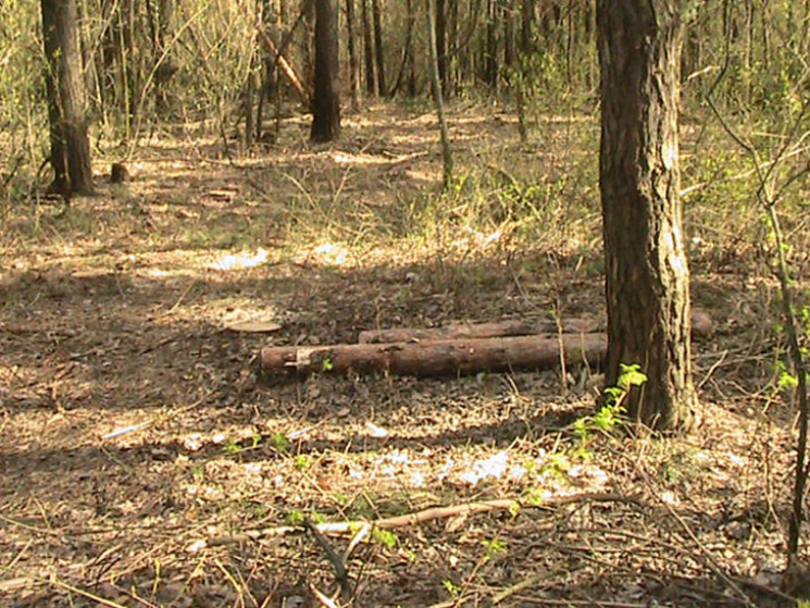 На Сумщині вирубники дерев побили праців…