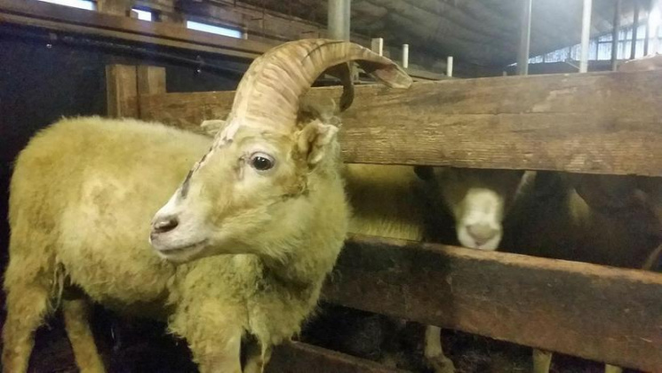 Ісландські фермери знайшли барана-єдинор…