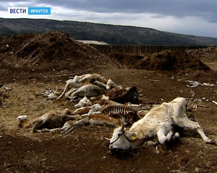 Масова загибель худоби на Росії: Люди жи…