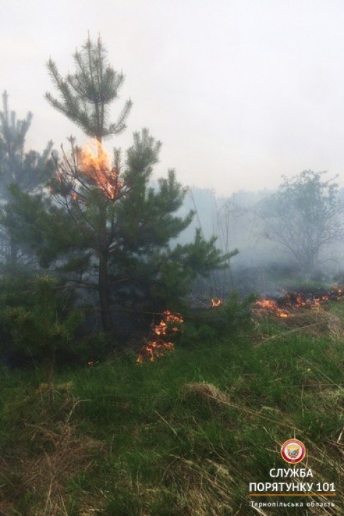 На Тернопільщині мало не згоріло 20 гект…