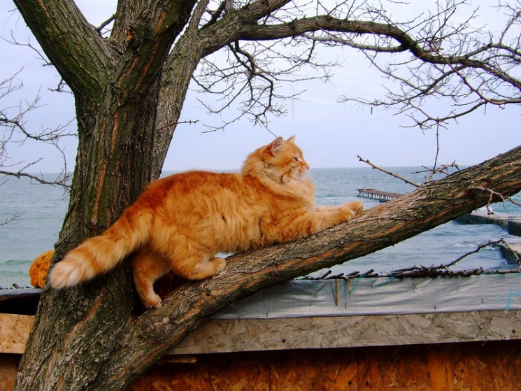 Одеські коти можуть стати частиною екоси…