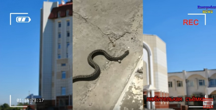 Чем жила Украина: Протест змеи под мэрие…
