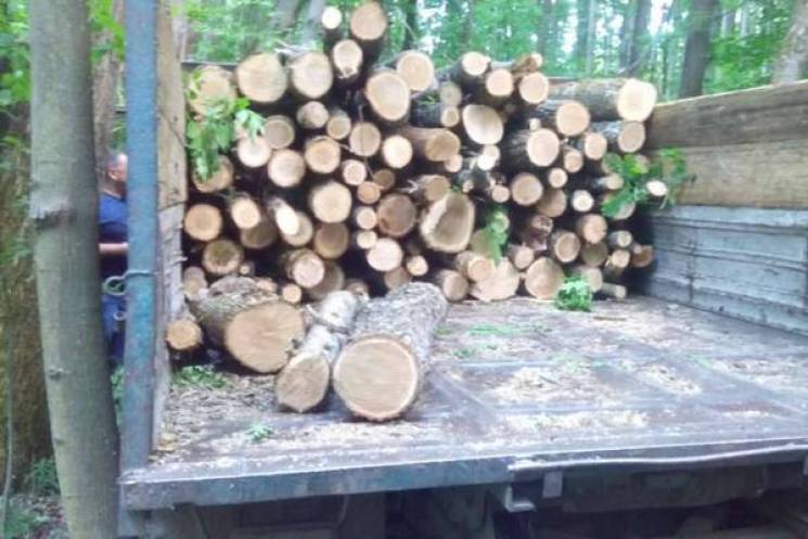 На Харківщині браконьєр знищив дерев на…